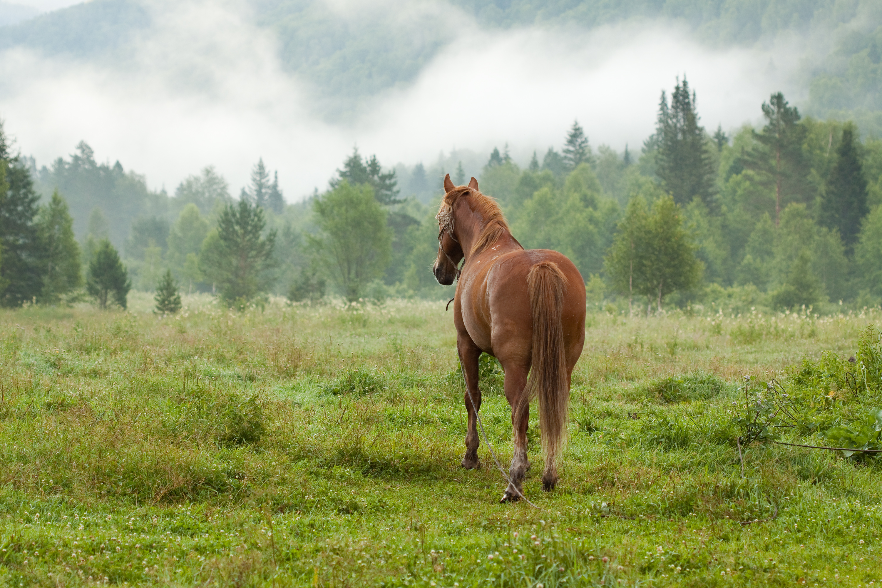 gifts for horse lovers